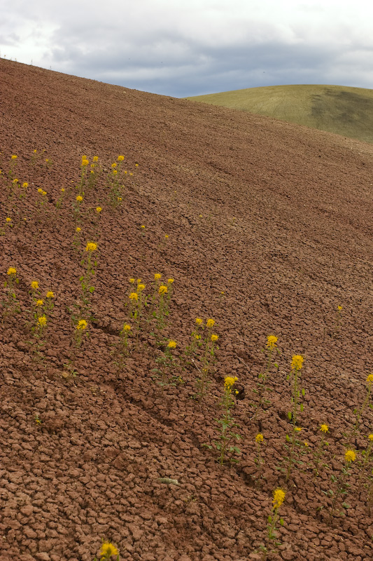 Wilfflowers And Badlands